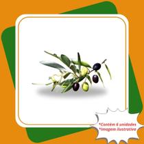 Kit com 6 Mudas de Oliveira Alberquina Olea europaea Para Sul e Sudeste Kit com 6 Mudas de Oliveira Alberquina Olea europaea Para Sul e Sudeste