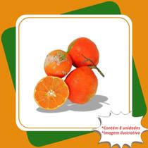 Kit com 8 Mudas de Limão Rosa ou Limão Comum Citrus limonia. Para Sul e Sudeste