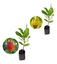 Kit Com Com 2 Mudas De Caju Anão - Vermelho E Amarelo