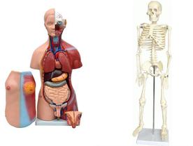 KIT com Esqueleto Humano de 85 cm e Torso Bissexual com abertura nas Costas de 45 cm KIT com Esqueleto Humano de 85 cm e Torso Bissexual com abertura nas Costas de 45 cm