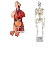 Kit com Torso humano de 45 cm Bissexual com abertura nas Costas e Esqueleto de 85 cm Kit com Torso humano de 45 cm Bissexual com abertura nas Costas e Esqueleto de 85 cm