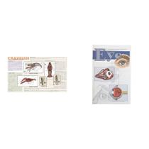 Kit combinado: tapete de dissecação de lagostim laminado Casafoyer e miniguia de dissecação ocular em mamíferos Kit combinado: tapete de dissecação de lagostim laminado Casafoyer e miniguia de dissecação ocular em mamíferos