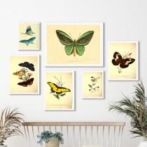 Kit Composição 6 Quadros Borboletas Retrô - com vidro Kit Composição 6 Quadros Borboletas Retrô - com vidro