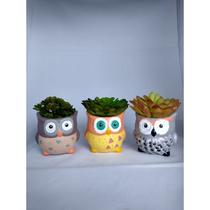 Kit corujinha com três peças para suculentas Kit corujinha com três peças para suculentas