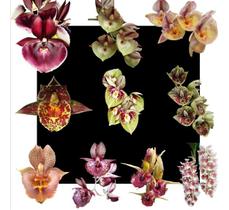 Kit De 10 Catasetum - Oferta Especial - orquidario durval ferreira