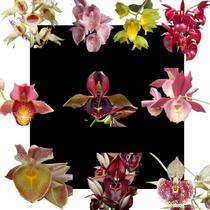 Kit De 10 Orquidea Catasetum Variados- Cod 2026 - orquidario df Kit De 10 Orquidea Catasetum Variados- Cod 2026 - orquidario df