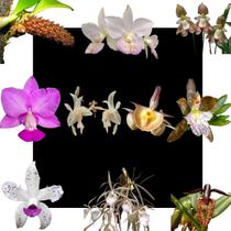 Kit De 10 Orquidea Exotica Selecionadas - Cod 02 - orquidario df