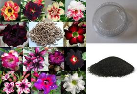 Kit de 10 Sementes de Rosas do Deserto Sortidas + Mini Estufa + Substrato (ideal para iniciantes)