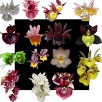 Kit De 15 Orquidea Catasetum Variados- Cod 3048