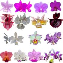 Kit De 15 Orquidea Variados- Selecionados Cod 4050-oferta