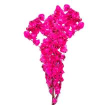 Kit de 3 bougainville Pink - Flores Desidratadas sd Kit de 3 bougainville Pink - Flores Desidratadas sd
