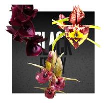 Kit De 3 Catasetum Cos 02 -