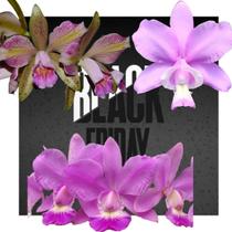 Kit De 3 Cattleya Cod 01-