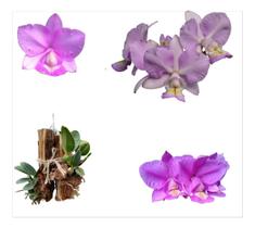 Kit De 3 Cattleya Nobilior No Toco De Sanão Do Campo