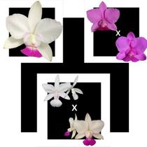 Kit De 3 Cattleya Walkeriana Selecionados Cod 01