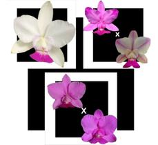 Kit De 3 Cattleya Walkeriana Selecionados Cod 03