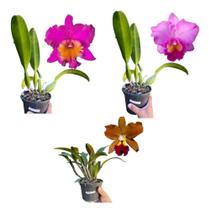 Kit De 3 Orquídeas Adultas: Laranja, Bordo E Lilás - Coleção