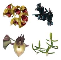 Kit De 4 Orquidea Catasetum Especial- Cod 2048