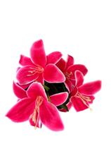 Kit De 5 Buquês Cores Novas De Lírio Artificial Com 5 Flores