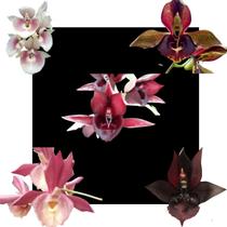 Kit De 5 Orquidea Catasetum - Cod 2025