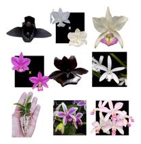 Kit De 8 Orquidea Selecionados Cod 2004