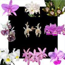 Kit De 9 Orquideas Para Coleção - ORQUIDARIO DF