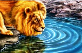 Kit De Bordar Completo: Tela Pintada Talagarça + Lã + Agulha + Manual...