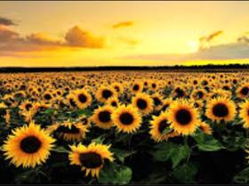 Kit De Bordar Completo: Tela Pintada Talagarça + Lã + Agulha + Manual...