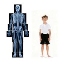 Kit de Ciências BAOGETONGLER 15 Peças Raio-X do Corpo Humano