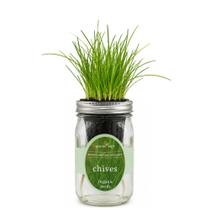 Kit de cultivo hidropônico de cebolinha Environet para cultivo interno Kit de cultivo hidropônico de cebolinha Environet para cultivo interno