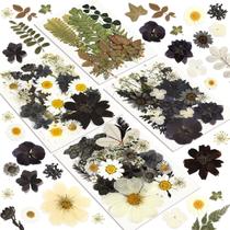 Kit de flores secas, resinadores, conjunto de 100 unidades prensadas naturais