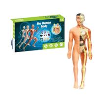 Kit De Modelo De Anatomia Humana 3D, Esqueleto Desmontável, Torso Completo Com Órgãos Desmontáveis Kit De Modelo De Anatomia Humana 3D, Esqueleto Desmontável, Torso Completo Com Órgãos Desmontáveis