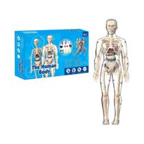 Kit De Modelo De Anatomia Humana 3D, Esqueleto Desmontável, Torso Completo Com Órgãos Desmontáveis Kit De Modelo De Anatomia Humana 3D, Esqueleto Desmontável, Torso Completo Com Órgãos Desmontáveis