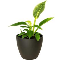 Kit de Muda Philodendron e Vaso Cachepot Decorativo Kit de Muda Philodendron e Vaso Cachepot Decorativo