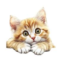 Kit De Pintura Em Diamante De Animais Gato DIY Conjunto De Mosaico Bordado De Flores Suprimentos De Kit De Pintura Em Diamante De Animais Gato DIY Conjunto De Mosaico Bordado De Flores Suprimentos De