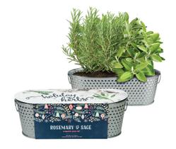 Kit de Plantio BUZZY Alecrim e Sálvia com Vaso de Metal para Ambientes Internos e Externos Kit de Plantio BUZZY Alecrim e Sálvia com Vaso de Metal para Ambientes Internos e Externos