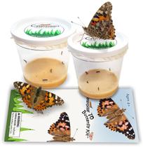 Kit de Recarga de Lagartas Vivas Borboleta-Pintada Nature Gift Store