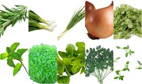 Kit de Sementes de Temperos 235 Sementes para Cultivar Seus Próprios Sabores Frescos