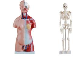 Kit de Torso Humano Bissexual 45 cm e Esqueleto Humano de 85 cm Kit de Torso Humano Bissexual 45 cm e Esqueleto Humano de 85 cm