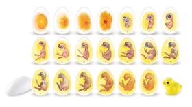 Kit Educativo Ciclo de Vida da Galinha - A partir de 5 anos Kit Educativo Ciclo de Vida da Galinha - A partir de 5 anos