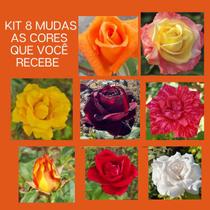 Kit Especial 8 Mudas de Rosas - Gardencitrus