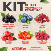 Kit Frutas Vermelhas - 06 Mudas Diversas