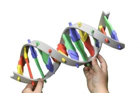 Kit Inicial de DNA - Conjunto de 2 Grupos - 3D Molecular Designs Kit Inicial de DNA - Conjunto de 2 Grupos - 3D Molecular Designs
