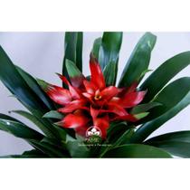 Kit Jardinagem - Bromélia Guzmânia