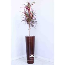 Kit Jardinagem - Cróton Zanzibar Kit Jardinagem - Cróton Zanzibar