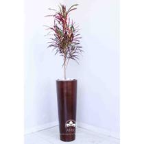 Kit Jardinagem - Cróton Zanzibar