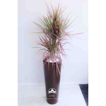 kit Jardinagem - Dracena Tricolor