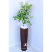 Kit Jardinagem - Jabuticaba Hibrida Kit Jardinagem - Jabuticaba Hibrida