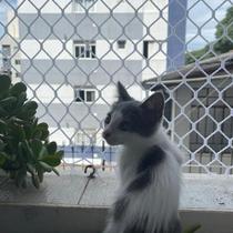 Kit Malha 3x3 Rede Tela de Proteção 1.00X1.00 Para Gatos Filhotes, Pássaros e Crianças