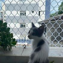 Kit Malha 3x3 Rede Tela de Proteção 1.00X1.30 Para Gatos Filhotes, Pássaros e Crianças (1.30x1.00)